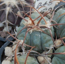 Echinocactus horizonthalonius