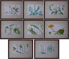 8stampe erbe officinali maggiorana melissa calendola tarassaco ortica luppolo ec