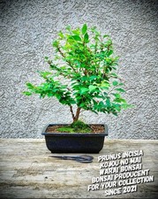 Prunus incisia kojou mai - prunus,