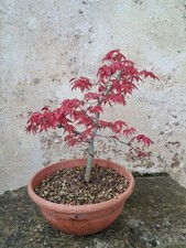 bonsai acero deshojo