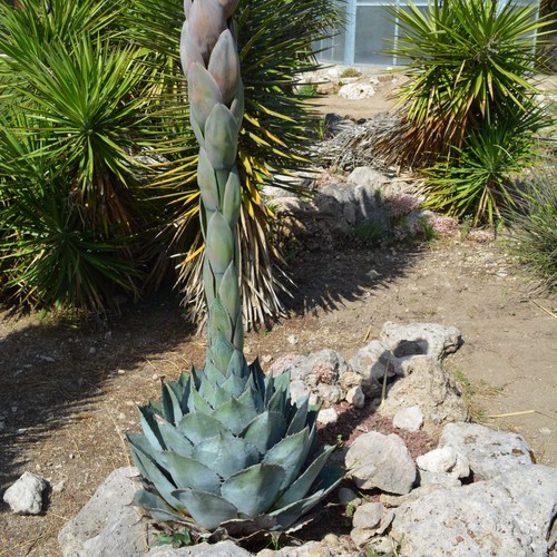 Agave parrasana a - agave,