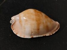 Conchiglia Shell CYPRAEA