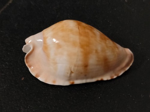 Conchiglia shell cypraea - conchiglia,