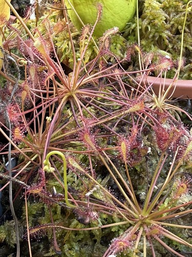 Pianta carnivora drosera - pianta,