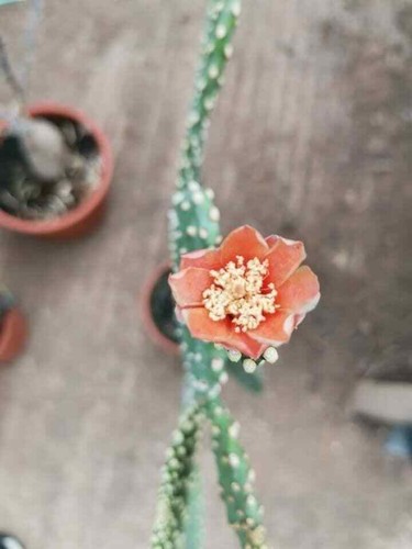Opuntia consolea rubescens