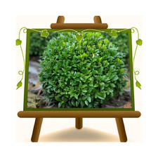 Bosso Buxus Pumila a palla
