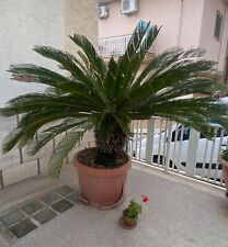 CYCAS TRENTENNALE