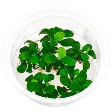 Anubias Barteri "Petite" in