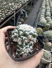 Multi teste rare cactus Ariocarpus kotschoubeyanus vendita autoradicata 10 cm bacino