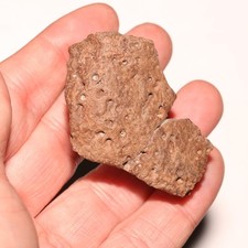 Ankylosaurus Scute Fossile di