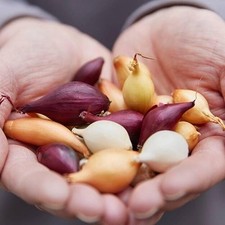 Cipolle da Semina in Bulbi –