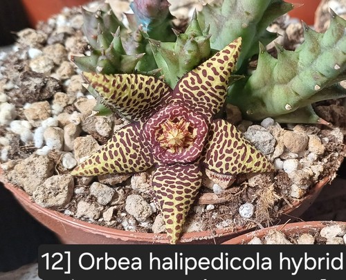 Talea radicata orbea - 1,