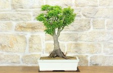 Bonsai di Acero Palmato