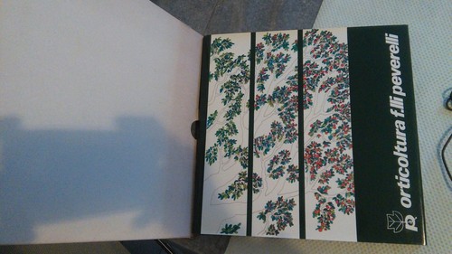 Orticoltura lli peverelli - orticoltura,