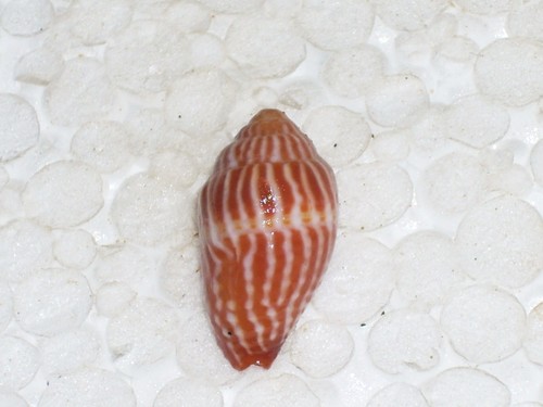 Mitra retusa wonderful - retusa,
