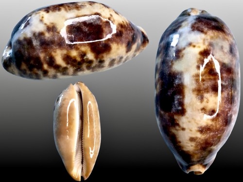 Cypraea testudinaria - , f
