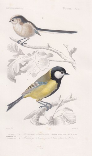 Cinciarella aegithalos - cinciarella,