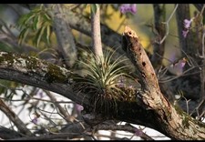 Tillandsia Cardinal Air Plant