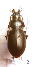 Carabidae, CARABINAE, Carabus