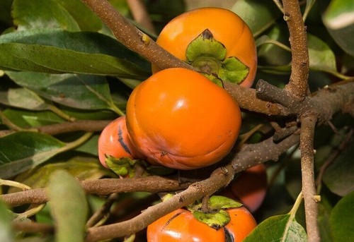 Semi diospiro kaki - diospiro,