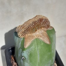Geohintonia mexicana cristata - mexicana,