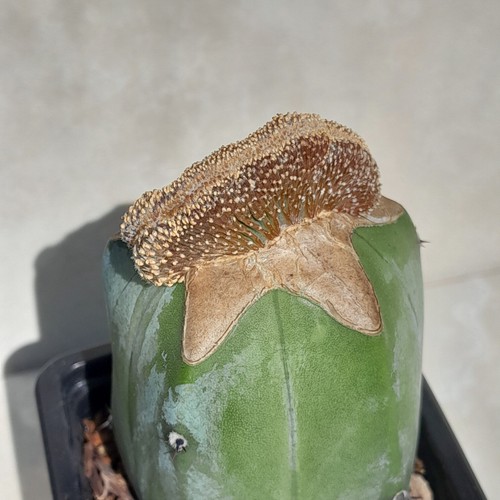 Geohintonia mexicana cristata - mexicana,