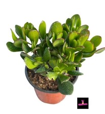 Crassula ovata albero di - ovata,