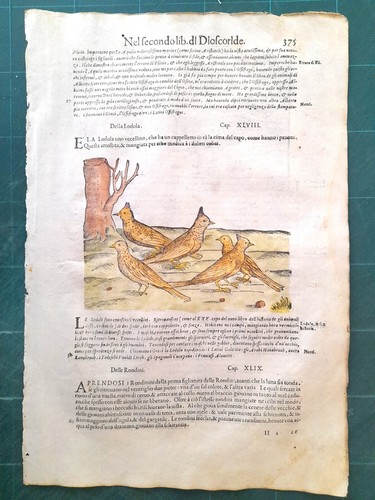 Mattioli matthioli erbario - matthioli, a