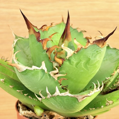 Agave titanota pot 6 5 - , cm