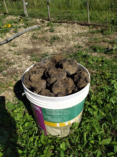 500 tartufo fresco - 500,