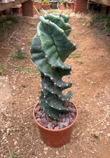 Cereus forbesii spiralis - cereus,