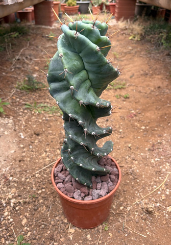 Cereus forbesii spiralis - forbesii,