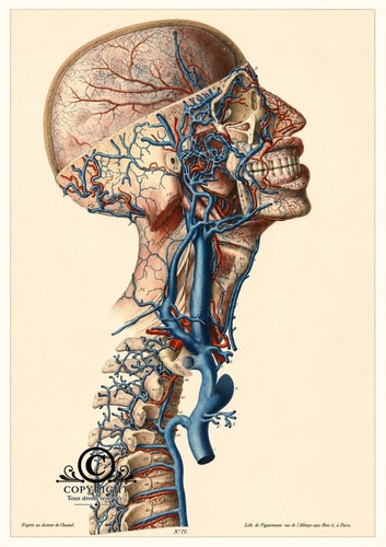 Fotografica anatomia umana - a4,