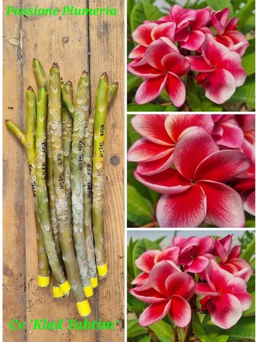Talea plumeria - talea,