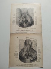 Lotto 2 Stampe Anatomia Medica
