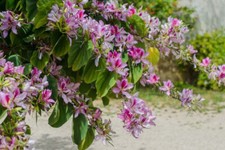 5 SEMI DI BAUHINIA VARIEGATA -