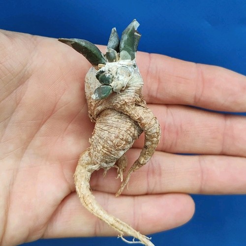 Ariocarpus retusus form