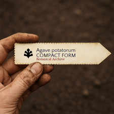 Agave potatorum COMPACT FORM