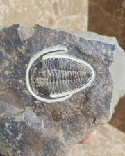 Squisiti fossili del periodo