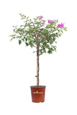 Pianta vera di Bougainvillea
