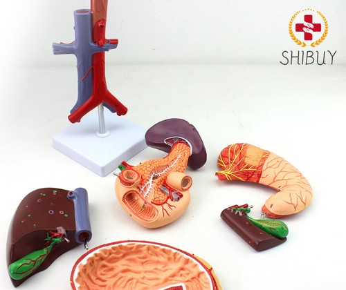 Pancreas milza cistifellea - pancreas,