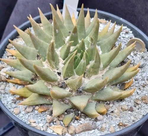 Ariocarpus trigonus very - trigonus, old