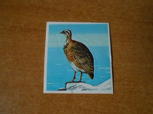 Figurina animali 307 - figurina,