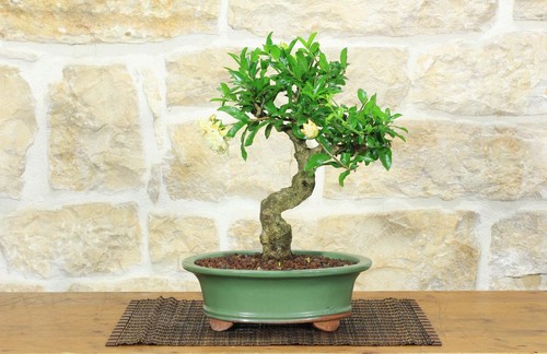 Bonsai melograno fiore - di,