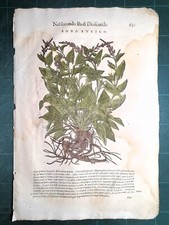 MATTIOLI MATTHIOLI Erbario a