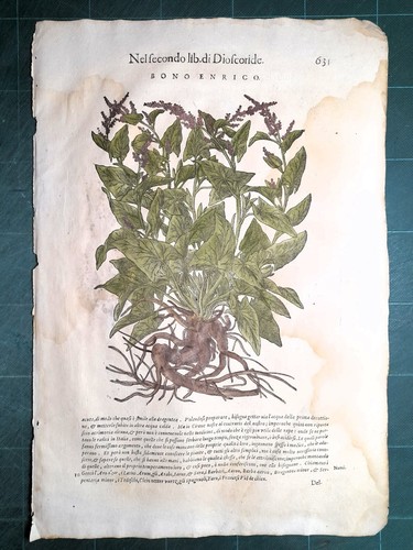 Mattioli matthioli erbario - matthioli, a