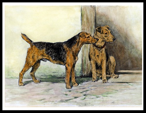 Welsh terrier dog - welsh,