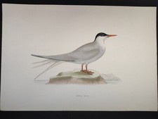 Arctic Tern, History British Birds Morris, Fawcett, Stampa 1870