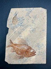 Ctenothrissa signifer fossil