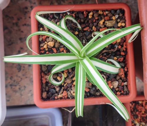 Agave bracteosa mediopicta - agave,